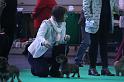 Crufts_dachshunds 201